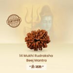 14 Mukhi Natural Nepali Rudraksha - Image 7