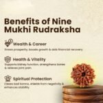 9 Mukhi Original Nepali Rudraksha - Image 8