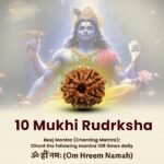 10 Mukhi Rudraksha Nepal Origin
