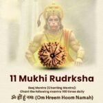 11 Mukhi Rudraksha Nepal Origin