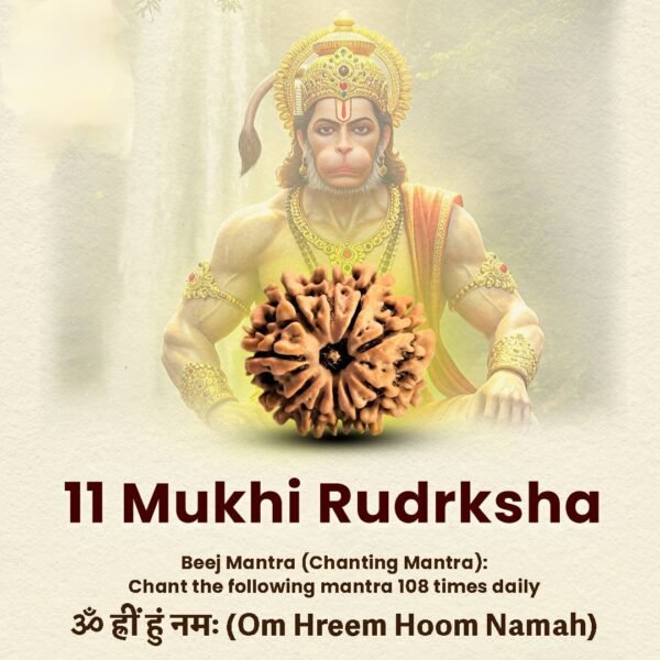 11 Mukhi Rudraksha Nepal Origin