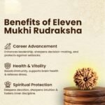 11 Mukhi Rudraksha Nepal Origin - Image 9