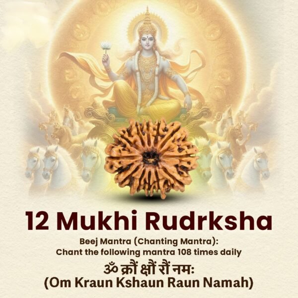 12 Mukhi Rudraksha Nepal Origin