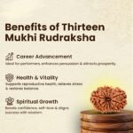 13 Mukhi Rudraksha Nepal Origin - Image 5