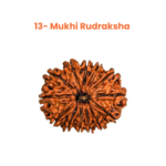13 Mukhi Rudraksha Nepal Origin - Image 3