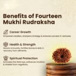 14 Mukhi Natural Nepali Rudraksha - Image 6