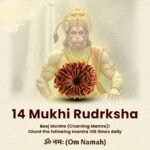 14 Mukhi Natural Nepali Rudraksha