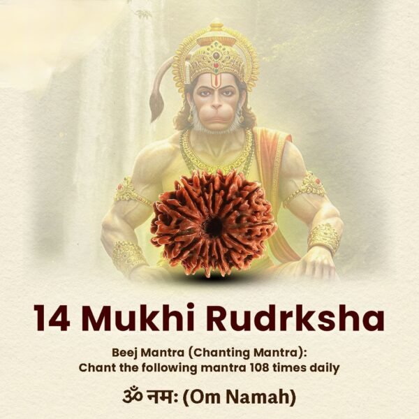 14 Mukhi Natural Nepali Rudraksha