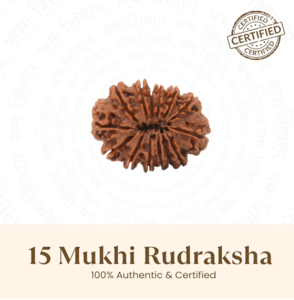 Nepal Origin 15 Mukhi Rudraksha - 17mm to 22mm