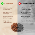 Nepal Origin 15 Mukhi Rudraksha - 17mm to 22mm - Image 4