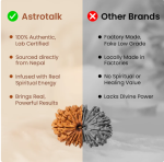 Nepal Origin 17 Mukhi Rudraksha - 17mm to 22mm 3 reviews Sharpens Focus Attracts Oppor - Image 3