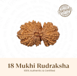 18 Mukhi Rudraksha Nepal Origin