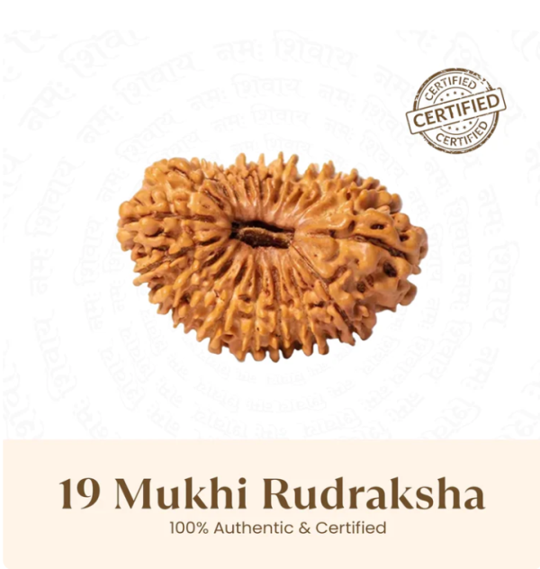 Nepal Origin 19 Mukhi Rudraksha - 17mm to 22mm