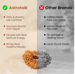 Nepal Origin 19 Mukhi Rudraksha - 17mm to 22mm - Image 3