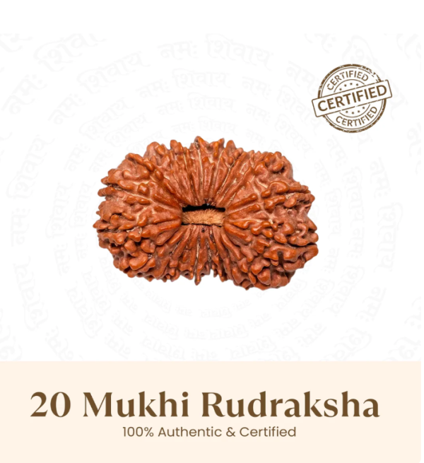 20 Mukhi Rudraksha - 17mm to 22mm