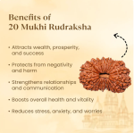 20 Mukhi Rudraksha - 17mm to 22mm - Image 2