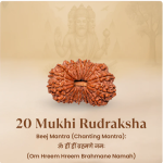20 Mukhi Rudraksha - 17mm to 22mm - Image 3