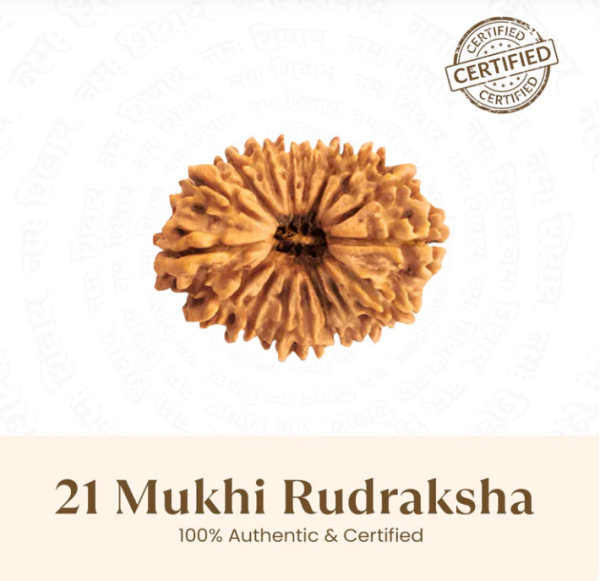 21 Mukhi Rudraksha - 17mm to 22mm